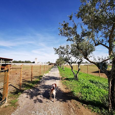 Vila Quinta Do Louredo - Évora Exteriér fotografie