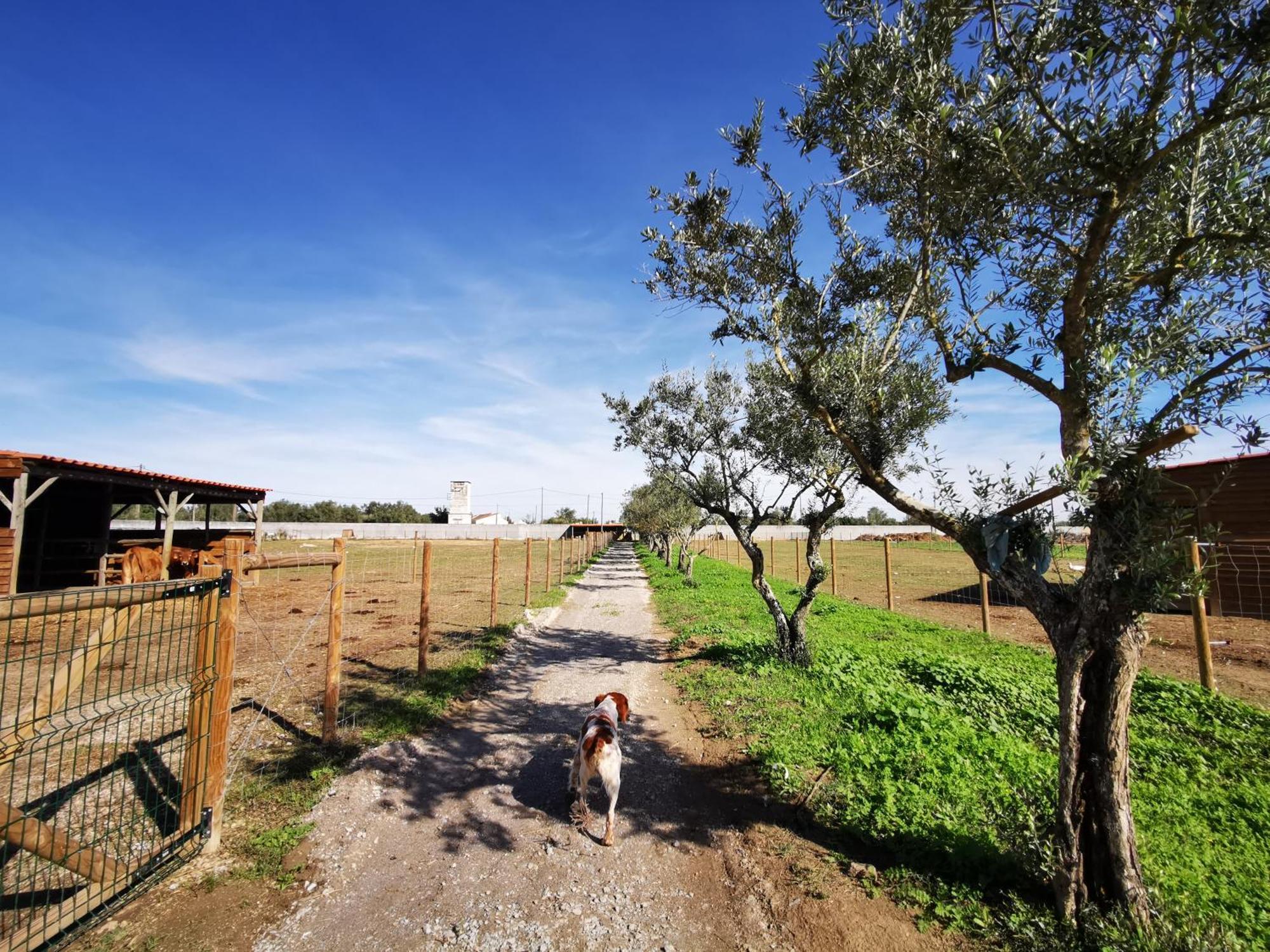Vila Quinta Do Louredo - Évora Exteriér fotografie