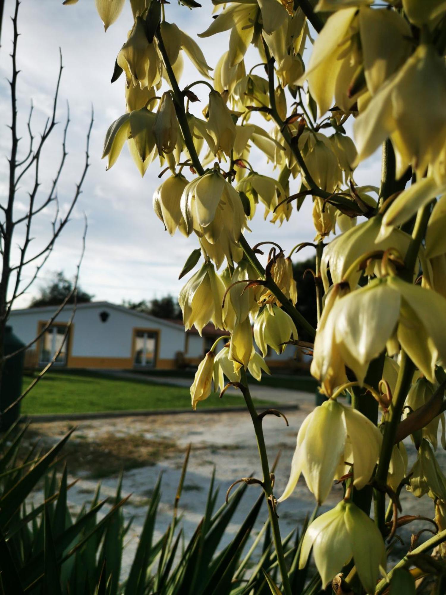 Vila Quinta Do Louredo - Évora Exteriér fotografie